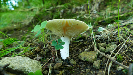 White mushroom in the forest floor
