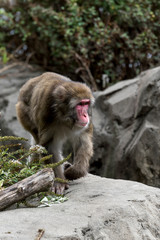 Macaco con cara roja