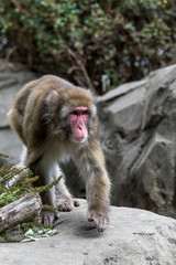Macaco cara roja