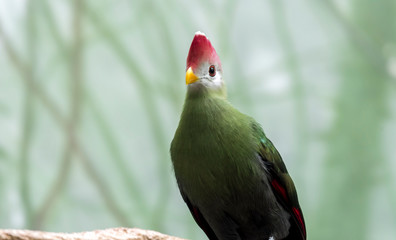 Turaco con Mohicana roja