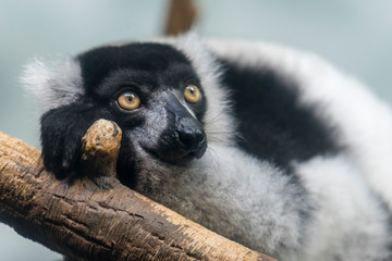 Lemur