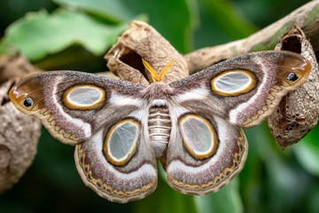 Amazing moment , Butterfly, pupae and cocoons are suspended. Concept transformation of Butterfly