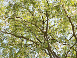 Honey locust (Gleditsia triacanthos) with flat pods in late spring