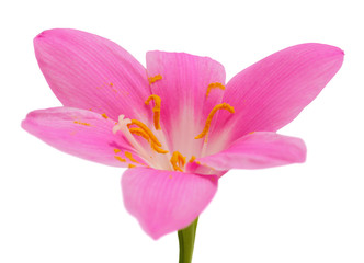 Beautiful pink flower isolated on a white background