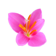Fototapeta premium Beautiful pink flower isolated on a white background