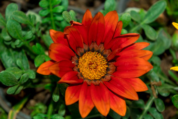 blooming gazania