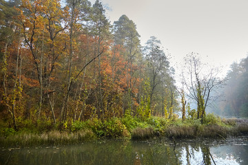 Obraz premium Autumn landscape. Morning foggy forest with yellow foliage, calm swamp river. Nature in Belarus