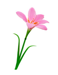 Beautiful pink flower isolated on a white background