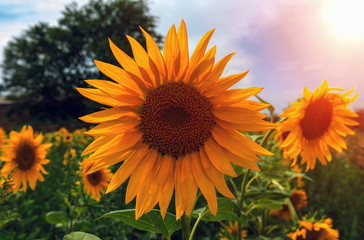 Obraz premium sunflower summer flower close-up at sunset .