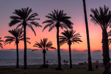 Fototapeta na wymiar palm trees with sunset