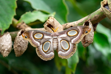 Amazing moment , Butterfly, pupae and cocoons are suspended. Concept transformation of Butterfly