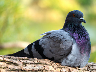 Rock pigeon.