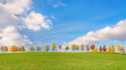 Bunte Bäume stehen in der Reihe im Herbst