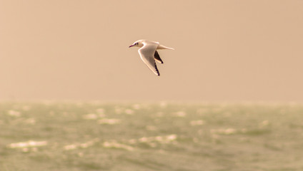 flying bird over the sea of Galilee, Israel