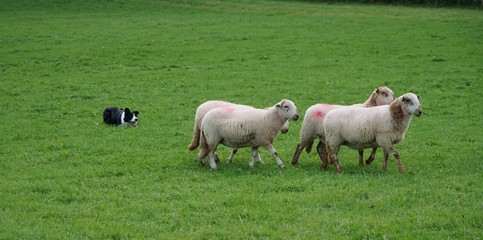 Border Collie Herding Sheep in a Field - Sheepdog Competition