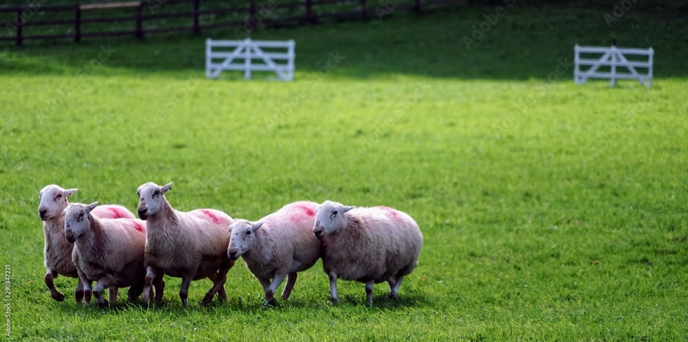 Wall mural Sheep in a Field Being Herded by a Border Collie in a Sheepdog Competition