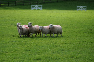 Naklejka na ściany i meble Sheep in a Field Being Herded by a Border Collie in a Sheepdog Competition