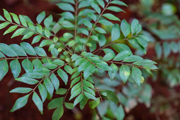 Curry Leaves, (Murryaya koenigi) in Sri Lanka