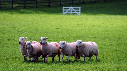 Sheep in a Field Being Herded by a Border Collie in a Sheepdog Competition