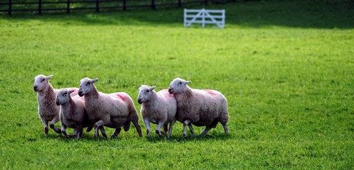 Sheep in a Field Being Herded by a Border Collie in a Sheepdog Competition