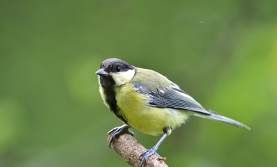 Obraz premium Close up of great tit with sunflower in the beak in garden