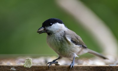Close up of willow tit with sunflower in the beak in garden
