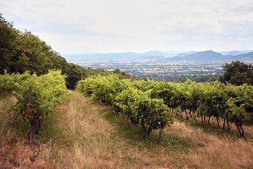 Fototapeta na wymiar Vineyard at summer day. A plantation of grapevines. Hilly mediterranean landscape, south France, Europe