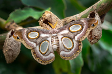 Amazing moment , Butterfly, pupae and cocoons are suspended. Concept transformation of Butterfly