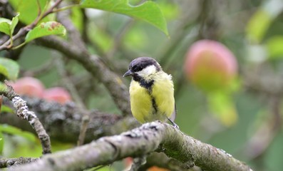 Several tits eat sunflower on a feeder in the park