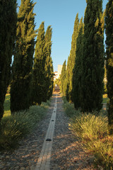 Cypress trees rows and pedestrian pathway. Planting of greenery