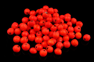 Several rowan on black background
