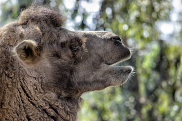 Obraz premium Bactrian Camel. Closeup of head of camel.