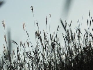 grass in the wind