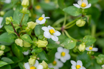 Princess White Exacum or Royal Dane White Exacum flowers grown at greenhouse