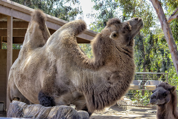 Bactrian Camel. Standing with head up and humps showing.