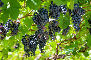 Südtirol - Alto Adige - Southtyrol 2019