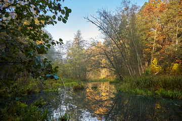 Fototapeta na wymiar Autumn landscape at sunny day. Morning forest with yellow foliage, calm swamp river. Nature in Belarus