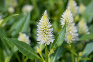 Yellow Onobrychis flowers grown at greenhouse