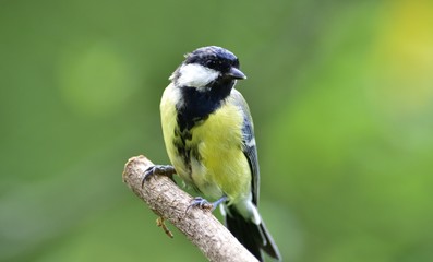 Fototapeta premium Great tit eats sunflower seed on a tree branch