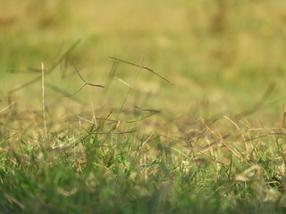 Green grass in forest with sunrays