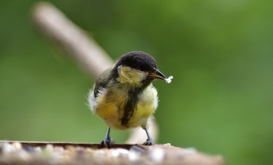 Portrait of a great tit sitting on a tree branch
