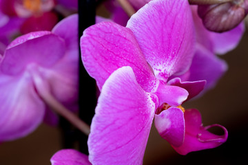 Beautiful orchid flowers grown at greenhouse