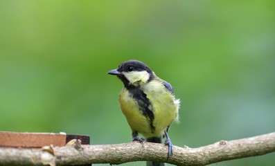Great tit eats sunflower seed on a tree branch