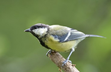 Close up of great tit with sunflower in the beak in garden