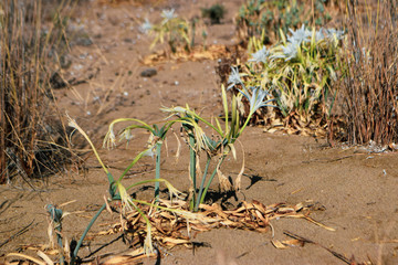 Sea daffodil, sea flower, close up