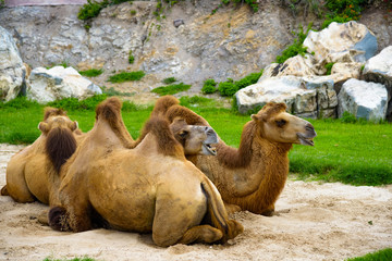 camel lies in the zoo