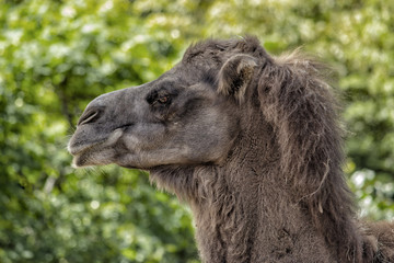 Bactrian Camel. Closeup of head of camel facing left.