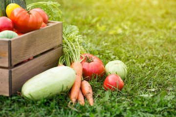 Vegetables in wooden box at the garden, outdoor © photopixel
