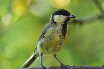 Portrait of a great tit sitting on a tree branch