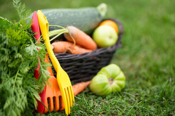 Garden tools and vegetables in basket on grass